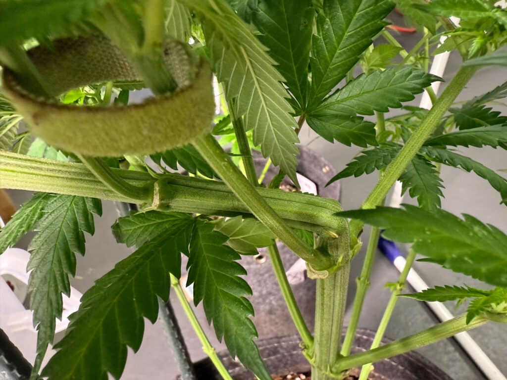 Cannabis-Supercropping