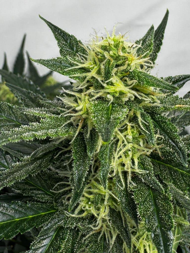 Northern Lights Automatic Blütephase