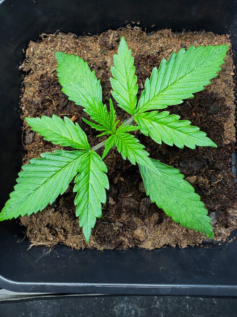 Northern Lights Automatic Anbau